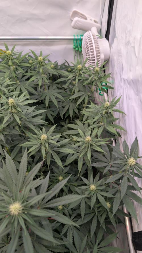 SuperBoofCherry #26 Crosses Good Genetix. Week 7