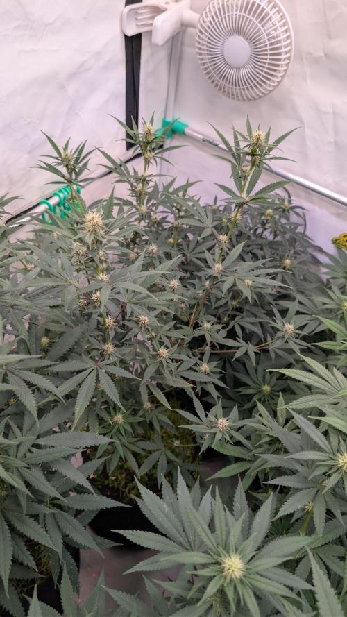 SuperBoofCherry #26 Crosses Good Genetix. Week 7