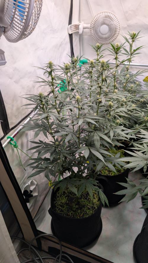 SuperBoofCherry #26 Crosses Good Genetix. Week 7