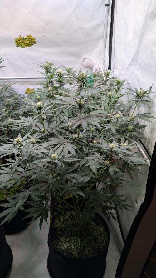 SuperBoofCherry #26 Crosses Good Genetix. Week 7