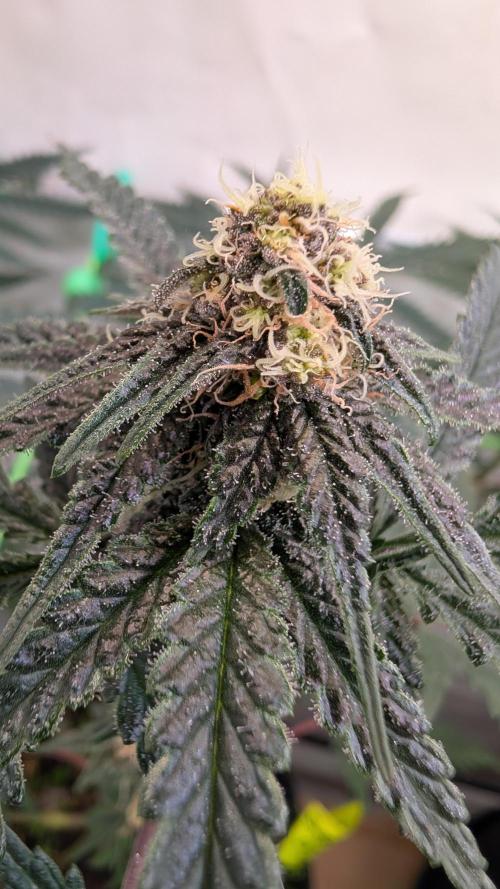 SuperBoofCherry #26 Crosses Good Genetix. Week 8