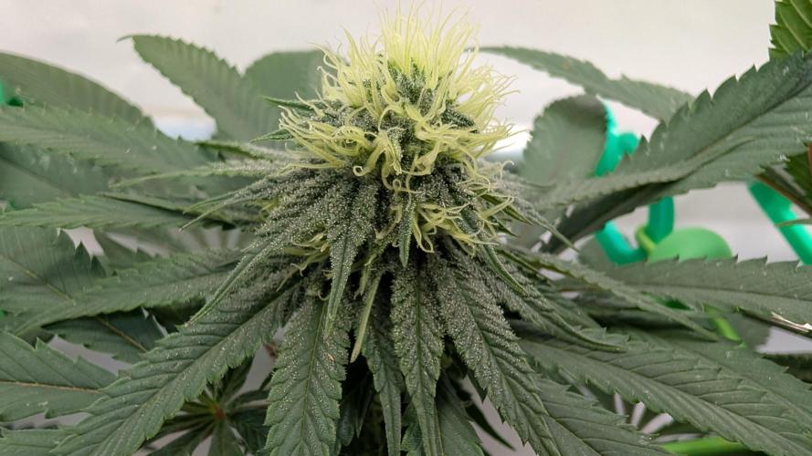 SuperBoofCherry #26 Crosses Good Genetix. Week 8