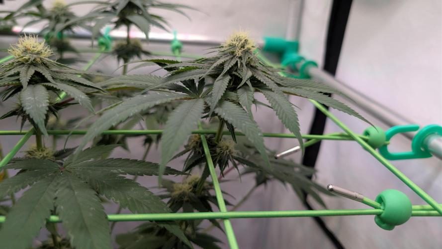 SuperBoofCherry #26 Crosses Good Genetix. Week 8