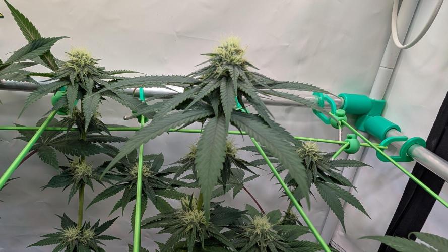 SuperBoofCherry #26 Crosses Good Genetix. Week 8