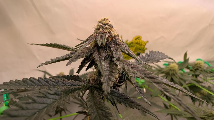 SuperBoofCherry #26 Crosses Good Genetix. Week 8