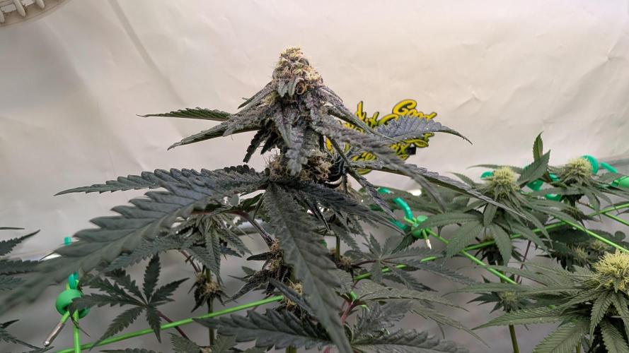 SuperBoofCherry #26 Crosses Good Genetix. Week 8