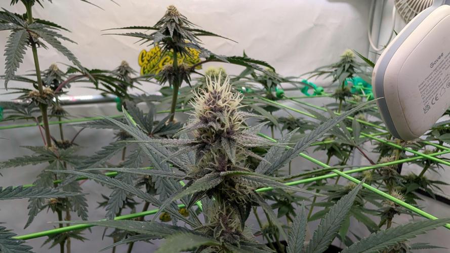SuperBoofCherry #26 Crosses Good Genetix. Week 8