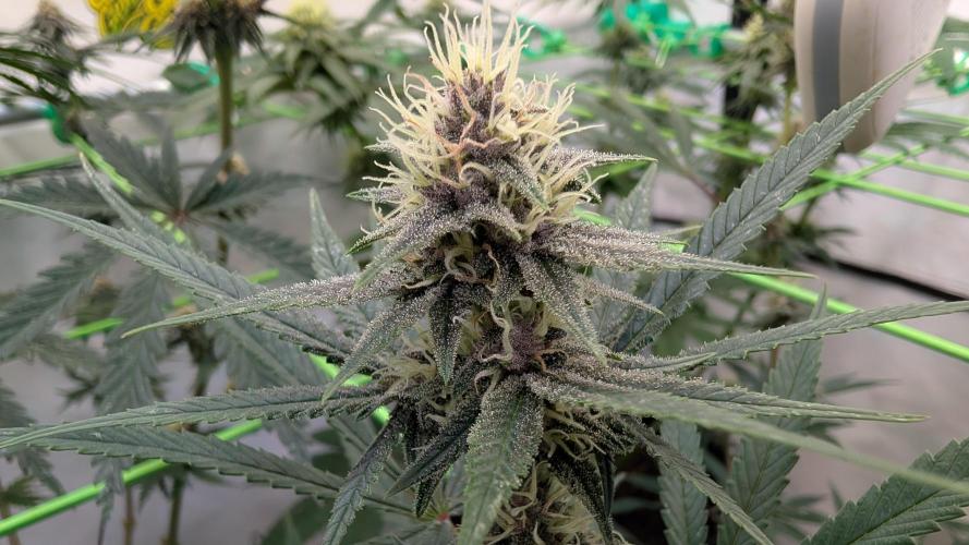 SuperBoofCherry #26 Crosses Good Genetix. Week 8