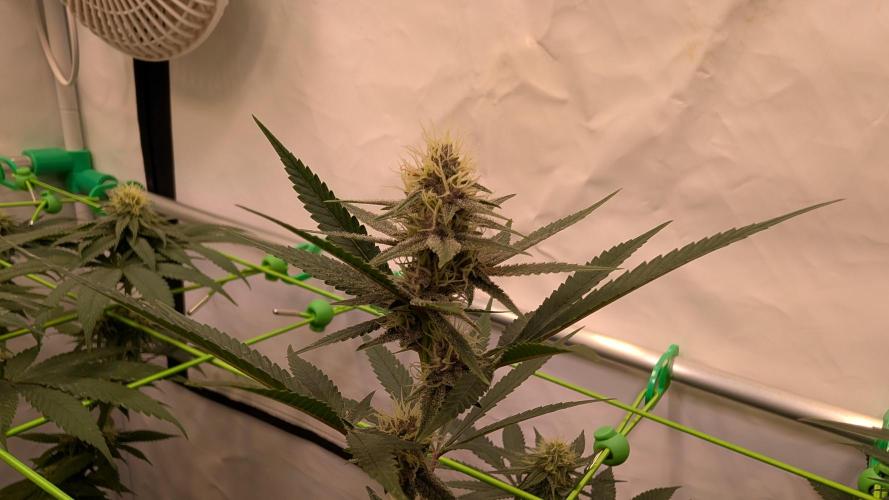 SuperBoofCherry #26 Crosses Good Genetix. Week 8