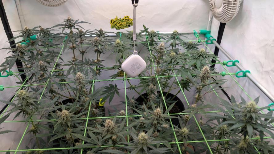 SuperBoofCherry #26 Crosses Good Genetix. Week 8