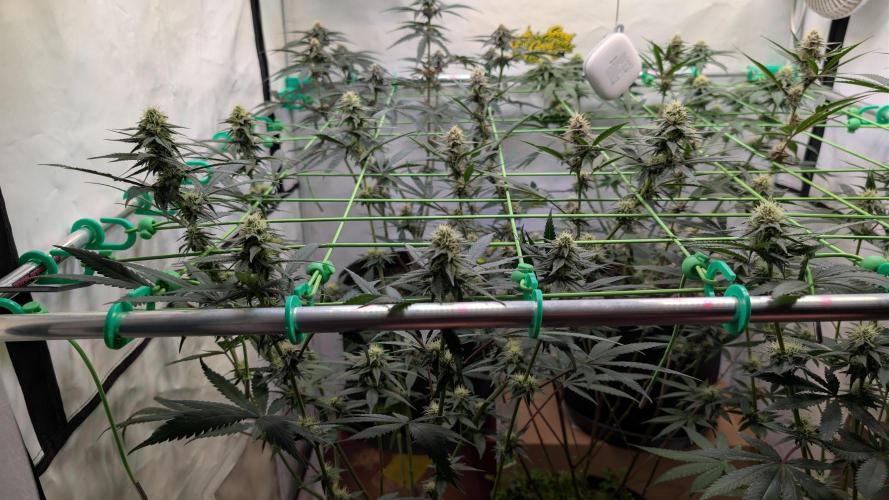 SuperBoofCherry #26 Crosses Good Genetix. Week 8