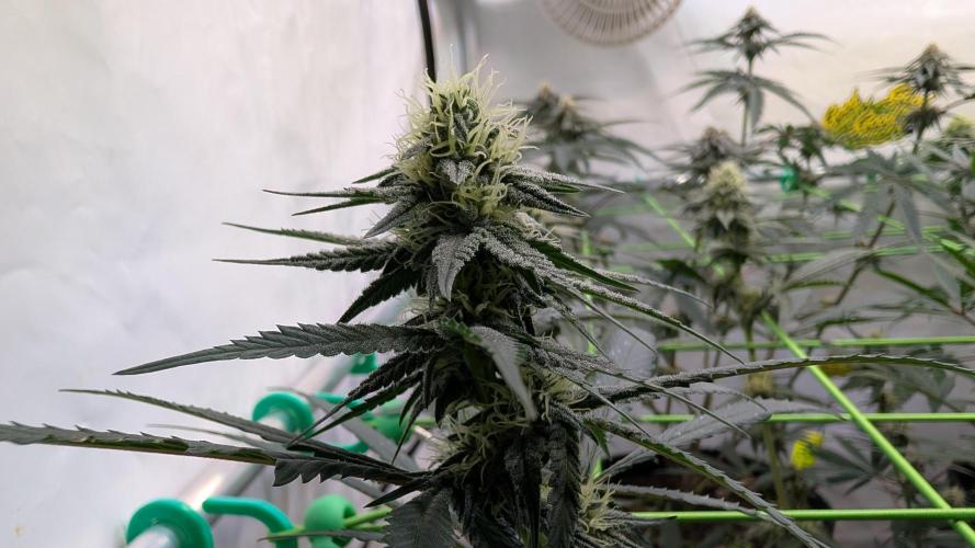 SuperBoofCherry #26 Crosses Good Genetix. Week 8