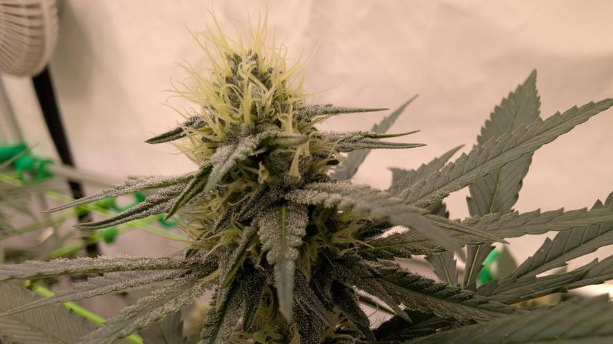 SuperBoofCherry #26 Crosses Good Genetix. Week 8