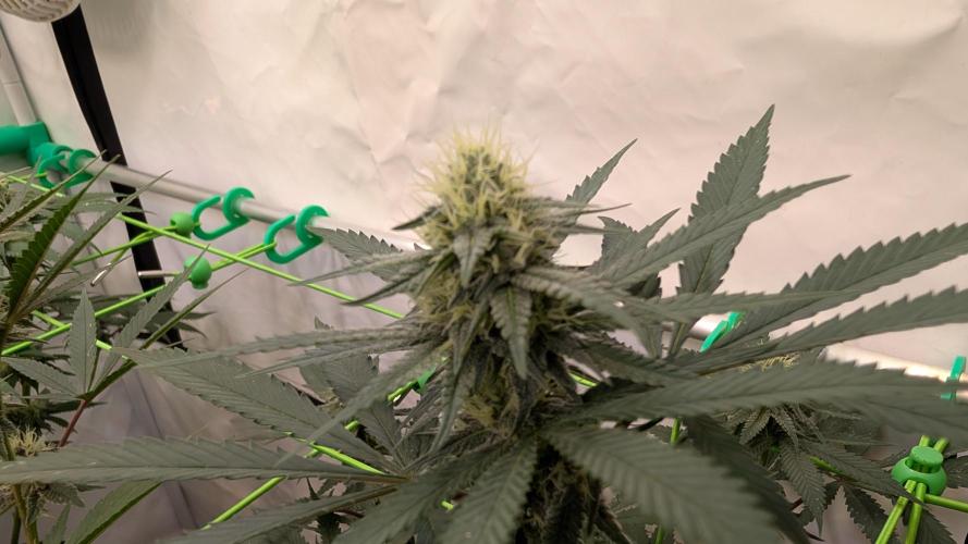 SuperBoofCherry #26 Crosses Good Genetix. Week 8