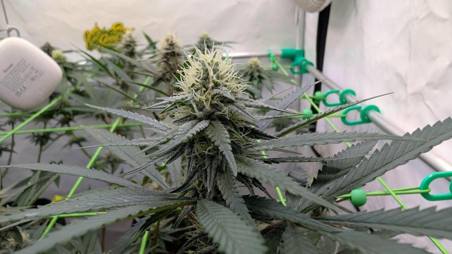 SuperBoofCherry #26 Crosses Good Genetix. Week 8