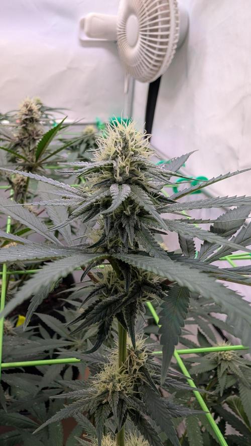 SuperBoofCherry #26 Crosses Good Genetix. Week 8
