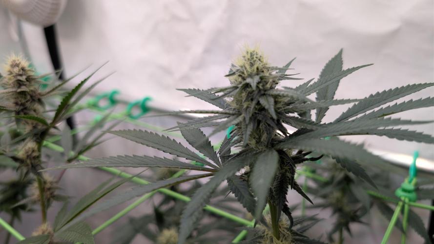 SuperBoofCherry #26 Crosses Good Genetix. Week 8