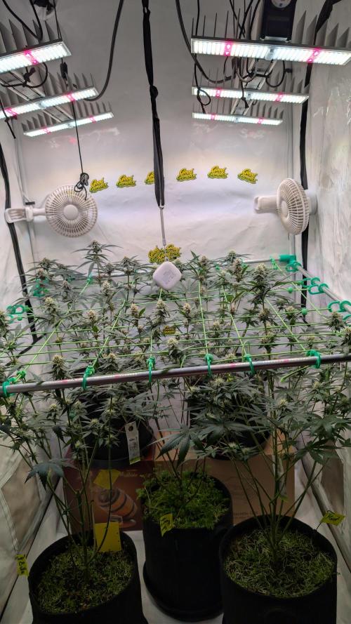 SuperBoofCherry #26 Crosses Good Genetix. Week 8