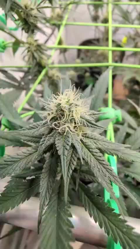 SuperBoofCherry #26 Crosses Good Genetix