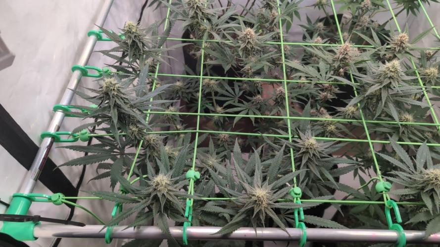 SuperBoofCherry #26 Crosses Good Genetix. Week 9