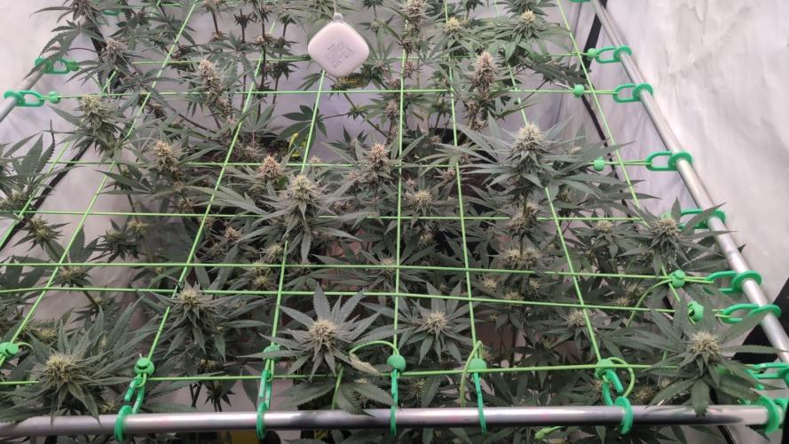 SuperBoofCherry #26 Crosses Good Genetix. Week 9