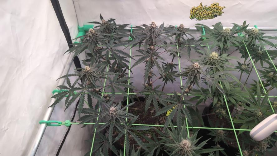 SuperBoofCherry #26 Crosses Good Genetix. Week 9