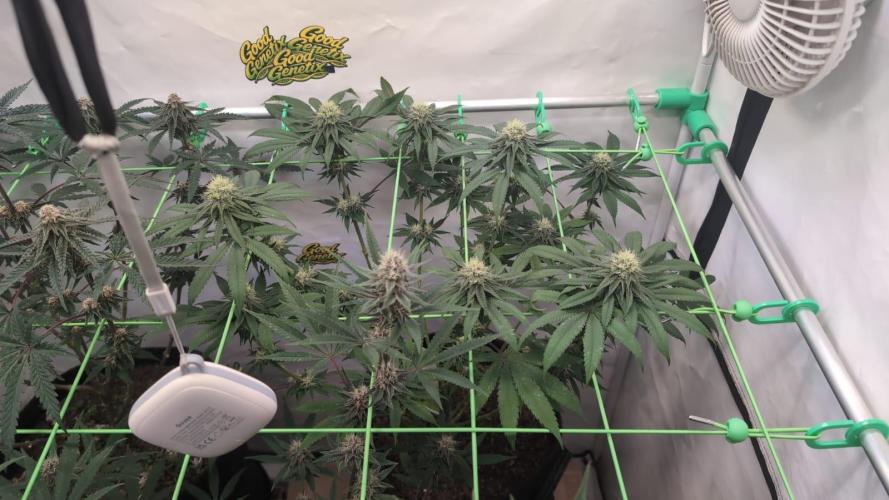SuperBoofCherry #26 Crosses Good Genetix. Week 9