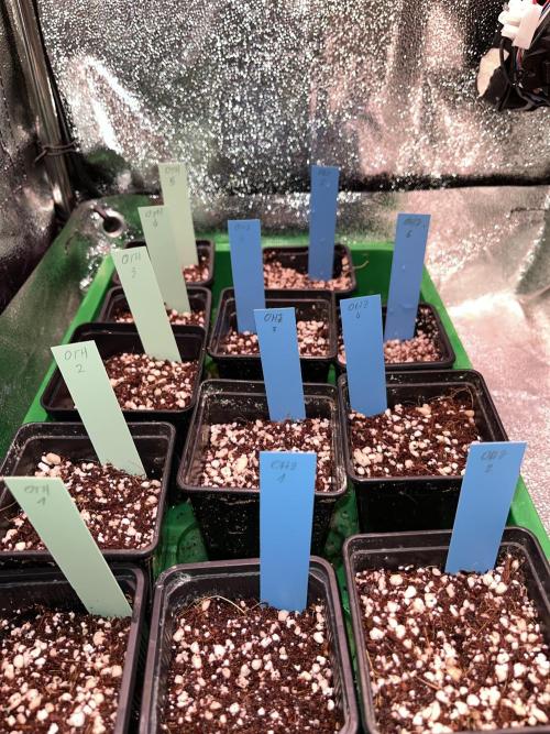 Original Haze and Oldtimers Haze. Week 0