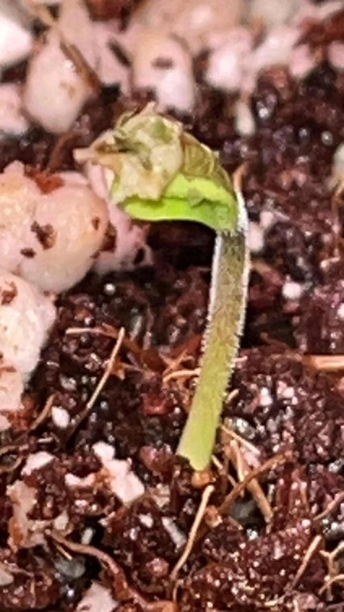 Original Haze and Oldtimers Haze. Week 0