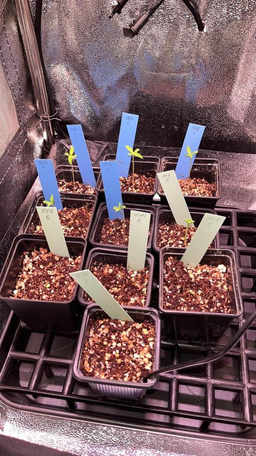 Original Haze and Oldtimers Haze. Week 1