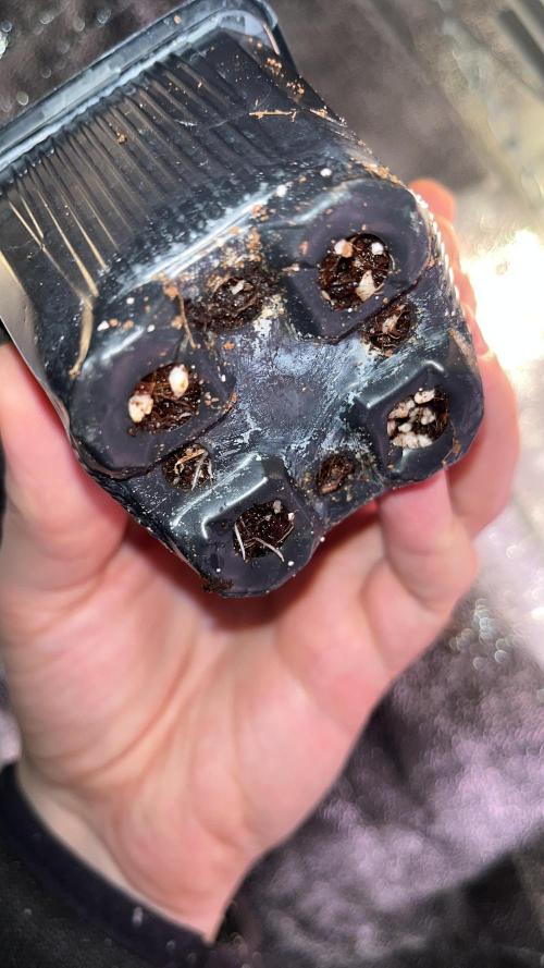 Original Haze and Oldtimers Haze. Week 1