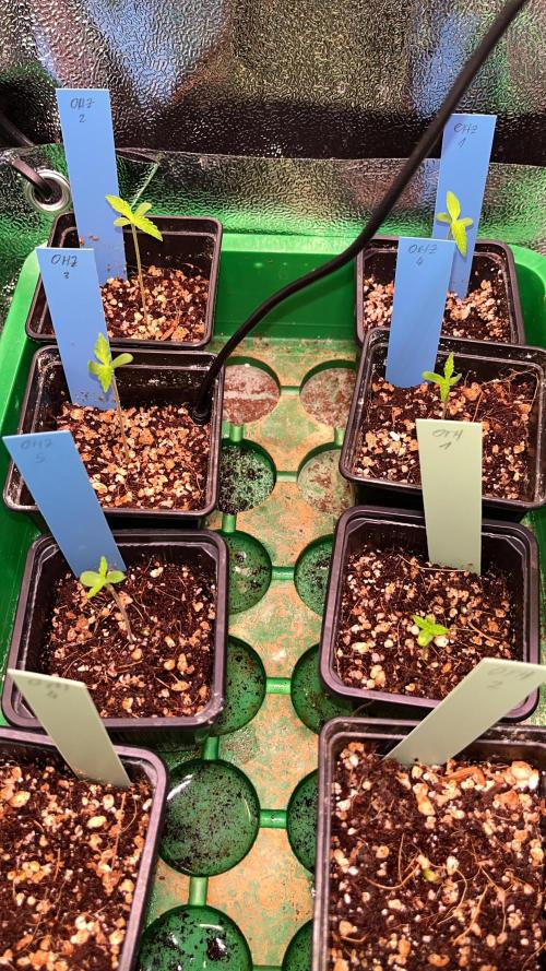 Original Haze and Oldtimers Haze. Week 1