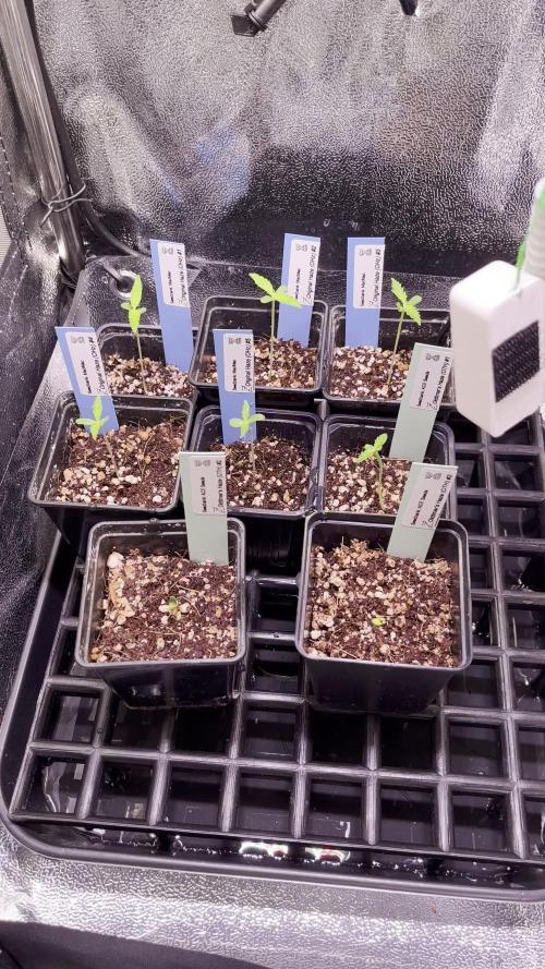 Original Haze and Oldtimers Haze