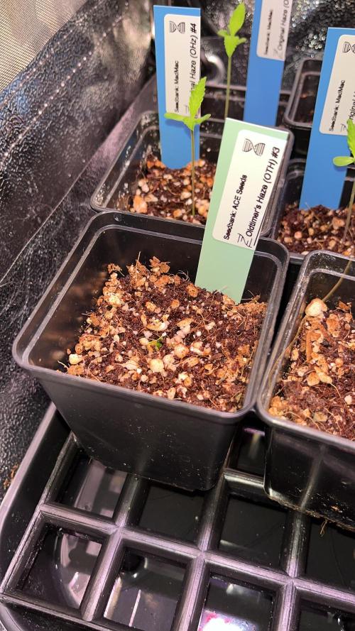 Original Haze and Oldtimers Haze. Week 1