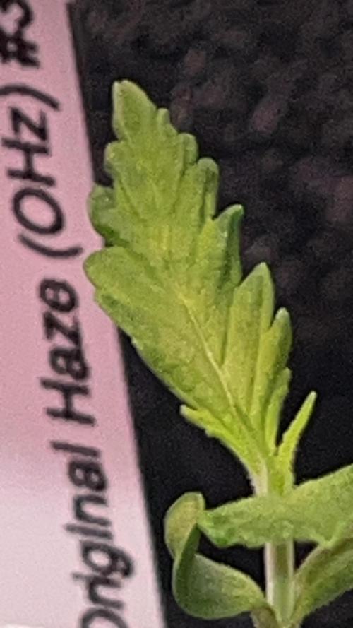 Original Haze and Oldtimers Haze. Week 1