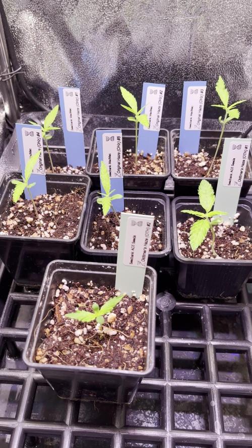 Original Haze and Oldtimers Haze