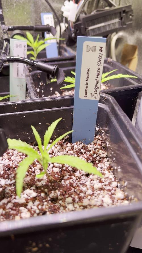 Original Haze and Oldtimers Haze