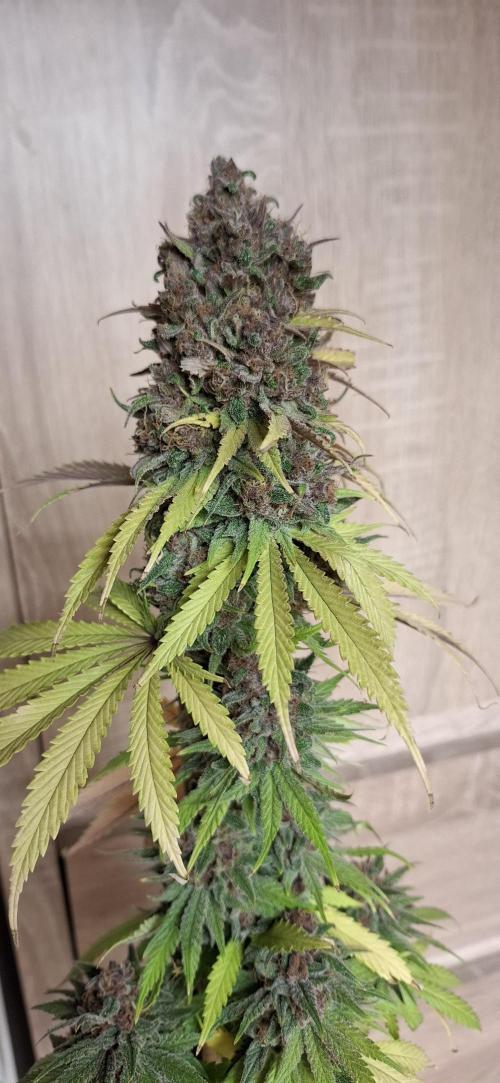 Gorilla Sanctuary. Week 10