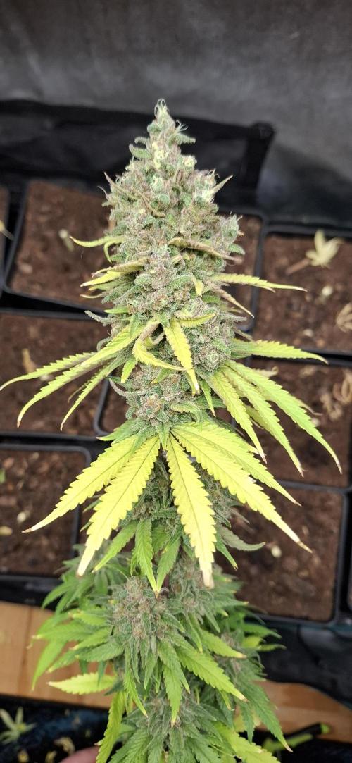 Gorilla Sanctuary. Week 10