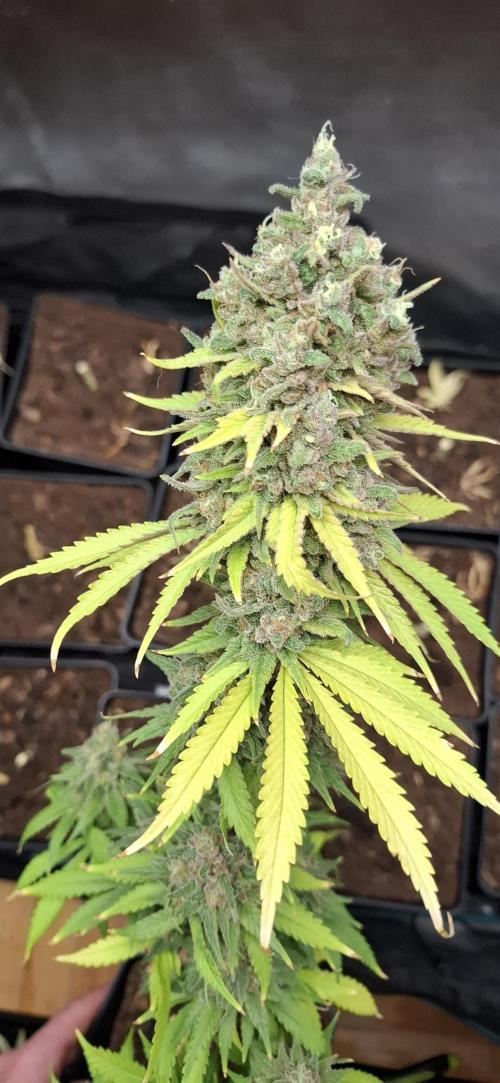 Gorilla Sanctuary. Week 10