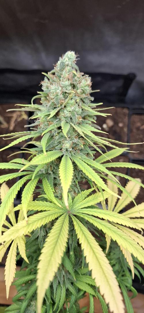 Gorilla Sanctuary. Week 10