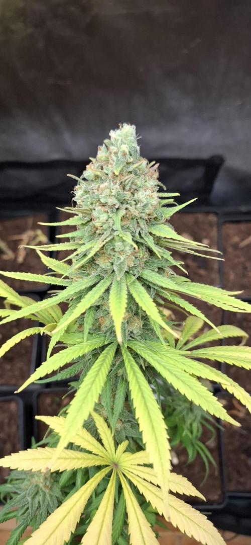 Gorilla Sanctuary. Week 10