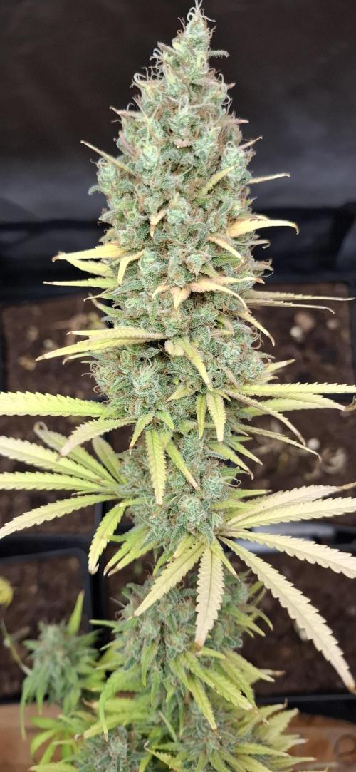 Gorilla Sanctuary. Week 10