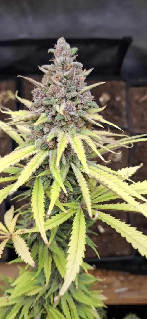 Gorilla Sanctuary. Week 10