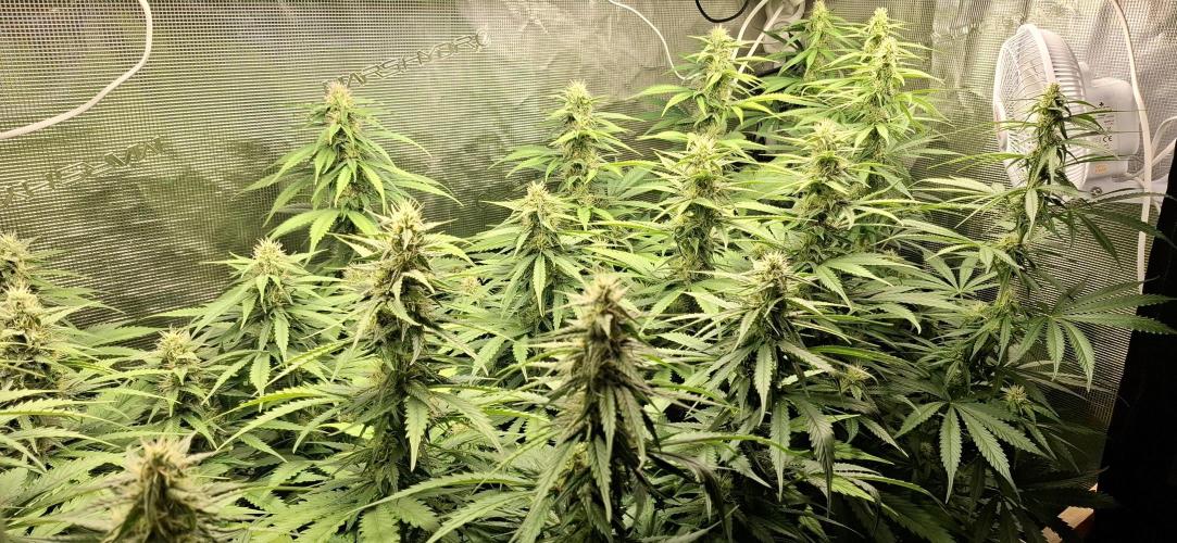 Papaya Zoap F1 Fast Version. Week 7