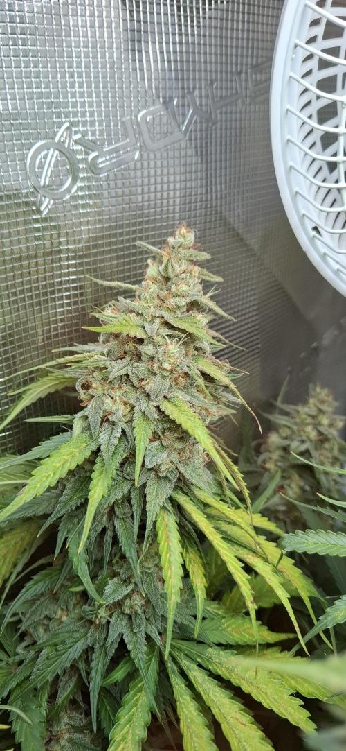 Do not open. Week 8
