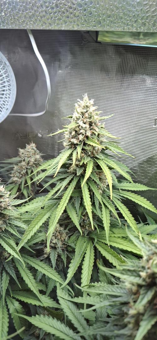 Do not open. Week 8