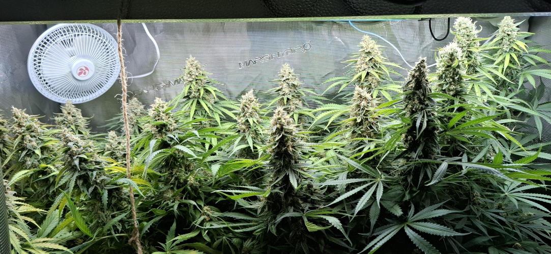 Do not open. Week 8