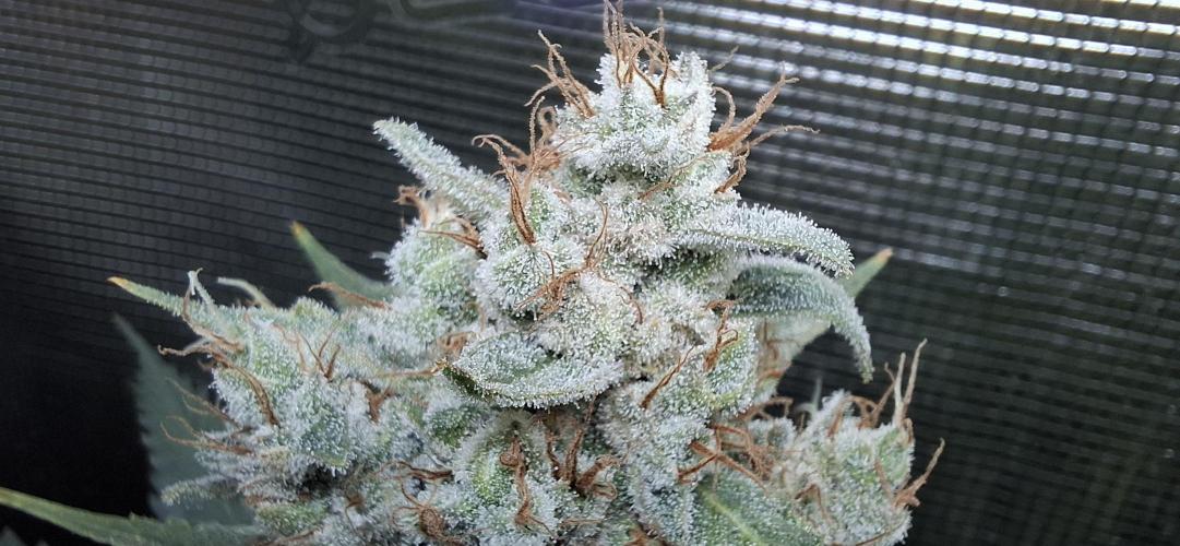 Papaya Zoap F1 Fast Version. Week 9