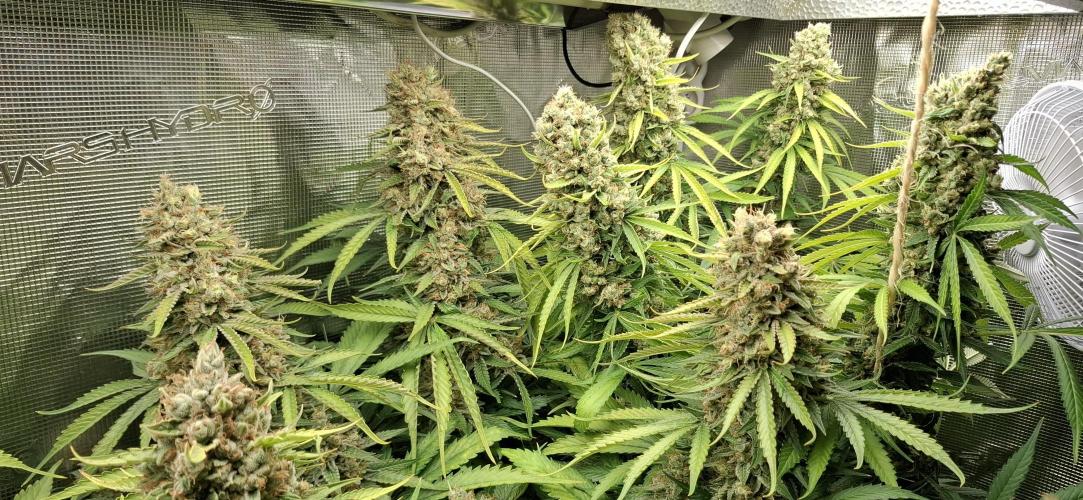 Papaya Zoap F1 Fast Version. Week 10